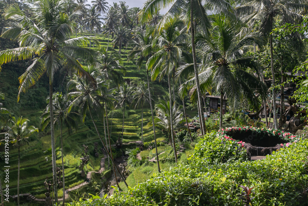 Obraz premium Rice terraces, tall palm trees, dense impenetrable jungle, view from the viewpoint, good weather, clear summer day.