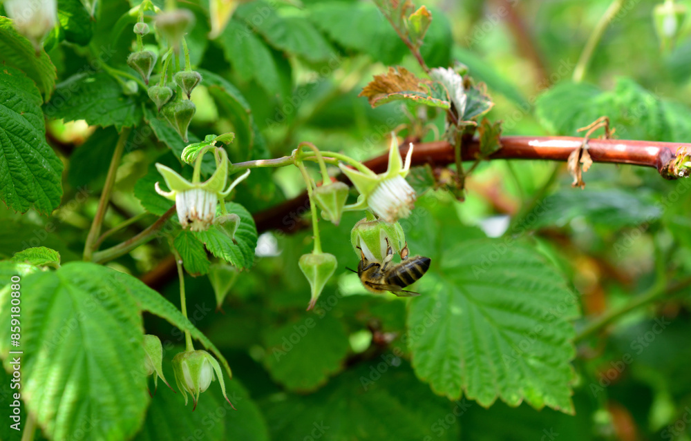 a bee is flying through a raspberry bush collecting nectar a bee is flying through a raspberry bush collecting nectar