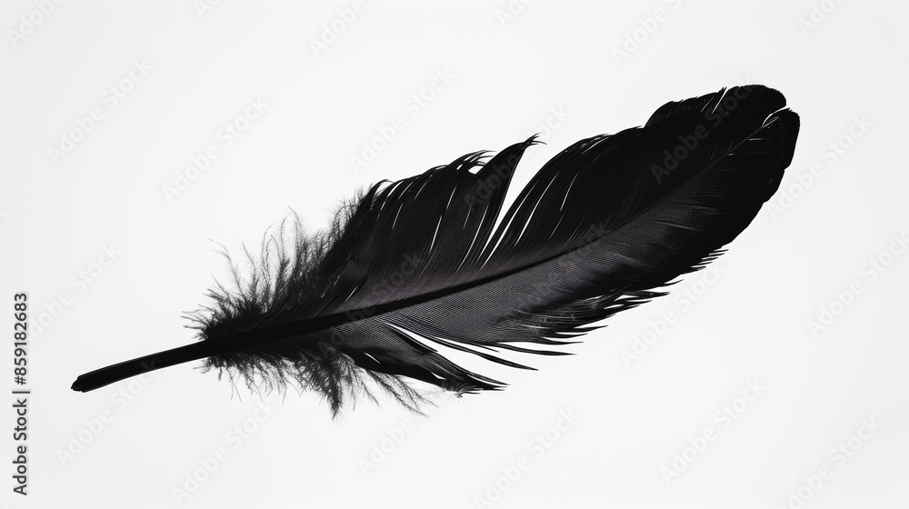 Black feather isolated on white background, minimalist nature concept Black feather isolated on white background, minimalist nature concept