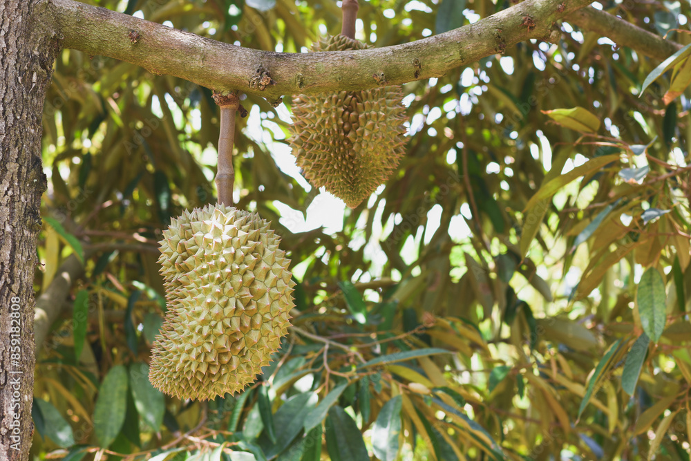 Durian fruit on the tree Durian fruit on the tree