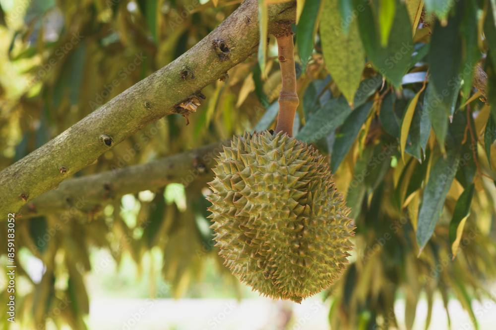 Durian fruit on the tree Durian fruit on the tree