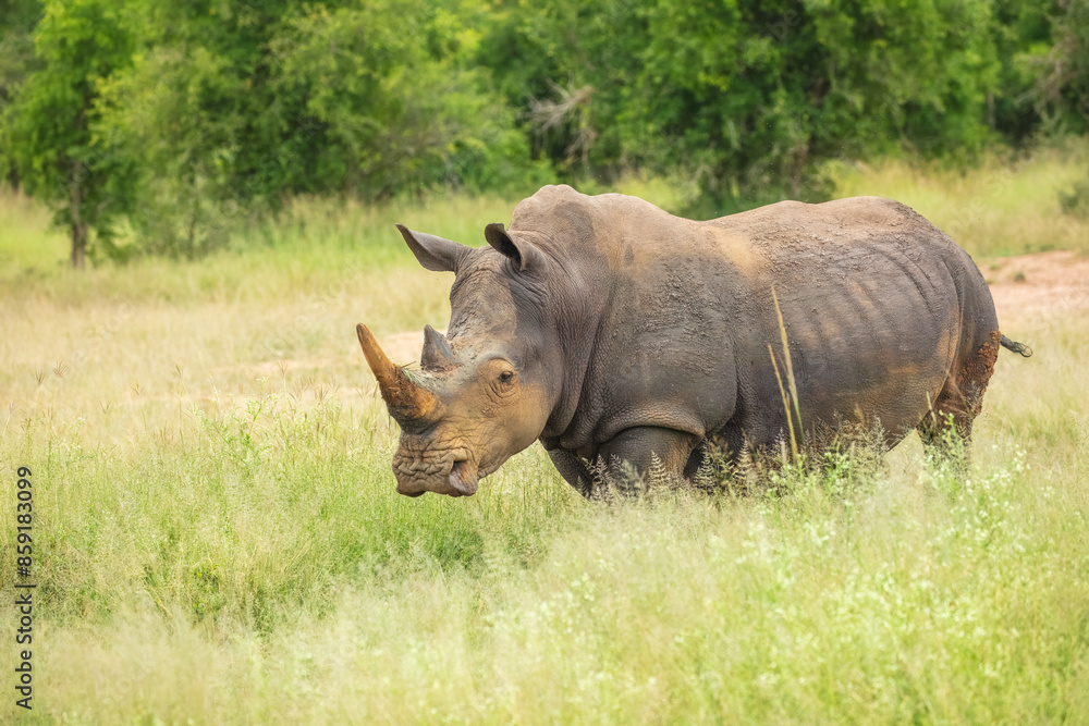 An endangered white rhinoceros (Ceratotherium simum) grazing in grassland, South Africa, 4k resolution, An endangered white rhinoceros (Ceratotherium simum) grazing in grassland, South Africa, 4k resolution,