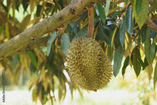 Durian fruit on the tree