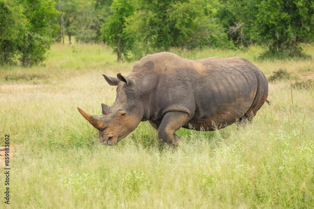 An endangered white rhinoceros (Ceratotherium simum) grazing in grassland, South Africa, 4k resolution, An endangered white rhinoceros (Ceratotherium simum) grazing in grassland, South Africa, 4k resolution,