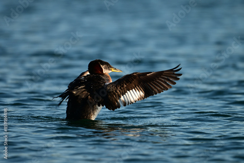 A Red-necked Grebe bird stretches its wings as it floats on a fresh water lake