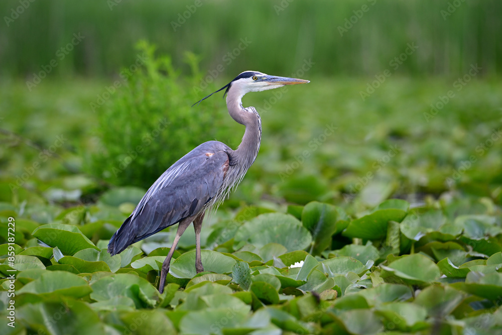 A great Blue Heron bird walks through a marsh of lily pads in search of food A great Blue Heron bird walks through a marsh of lily pads in search of food
