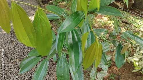 A small Cinnamomum malabatrum plant with its green leaves is a tree in the family Lauraceae that is endemic to Western Ghats of India. It is locally known as Edana, Therali or Vazhana in Kerala. photo