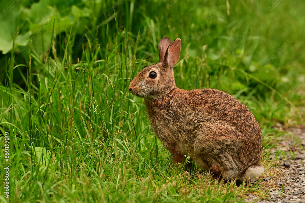 Eastern Cottontail Bunny Rabbit on grass in park looking around Eastern Cottontail Bunny Rabbit on grass in park looking around