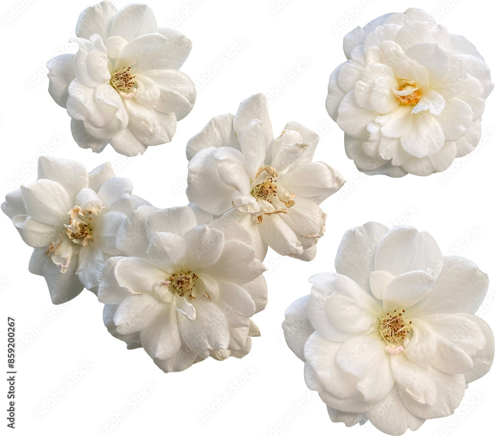 Fototapeta premium Set of isolated close-up Climbing Iceberg white rose blossoms on transparent background