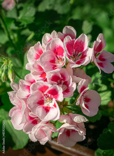 blooming red geranium flowers