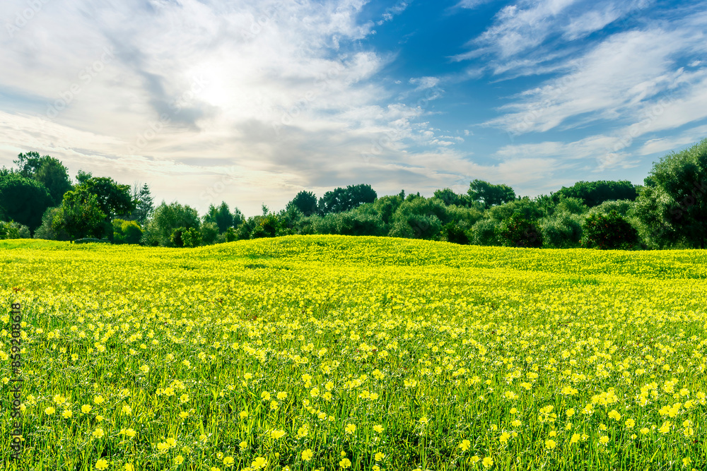 amazing view of green and yellow field and mountains with blue cloudy sky on background, american spring landscape amazing view of green and yellow field and mountains with blue cloudy sky on background, american spring landscape