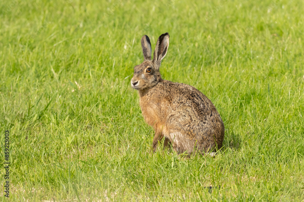 European brown hare , lepus europaeus, with ears up, sideview, morning light, green grass in the pasture background European brown hare , lepus europaeus, with ears up, sideview, morning light, green grass in the pasture background