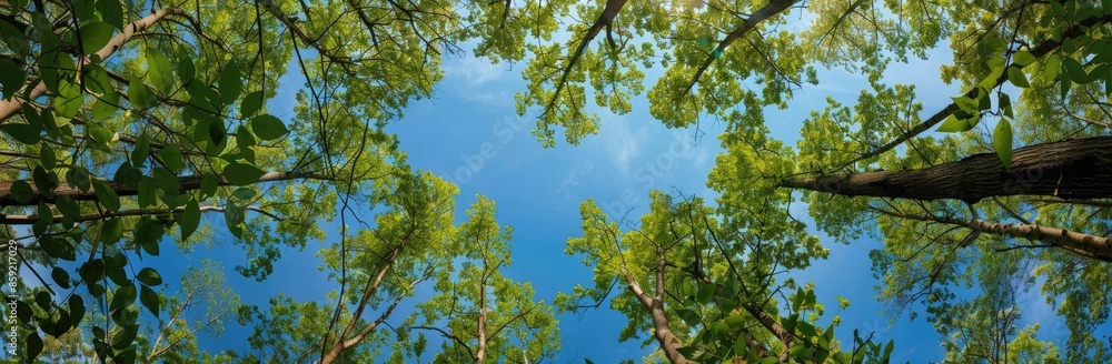In springtime, looking up through the forest at the blue sky from a low camera perspective, wide angle view of the lush green canopy. In springtime, looking up through the forest at the blue sky from a low camera perspective, wide angle view of the lush green canopy.