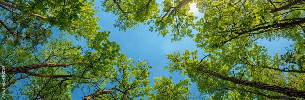 From a low camera perspective, wide angle view of the lush green canopy in springtime, looking up through the forest at the blue sky. From a low camera perspective, wide angle view of the lush green canopy in springtime, looking up through the forest at the blue sky.