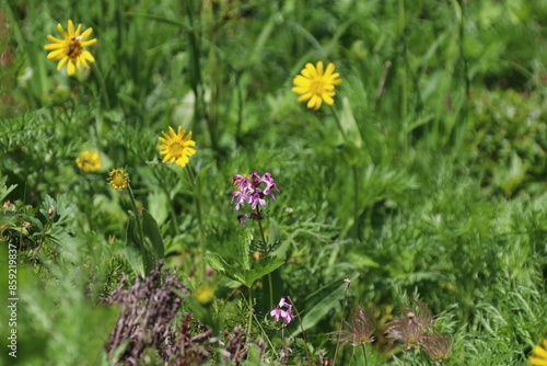 夏の木曽駒ケ岳に咲く花。ヨツバシオガマとウサギギク。