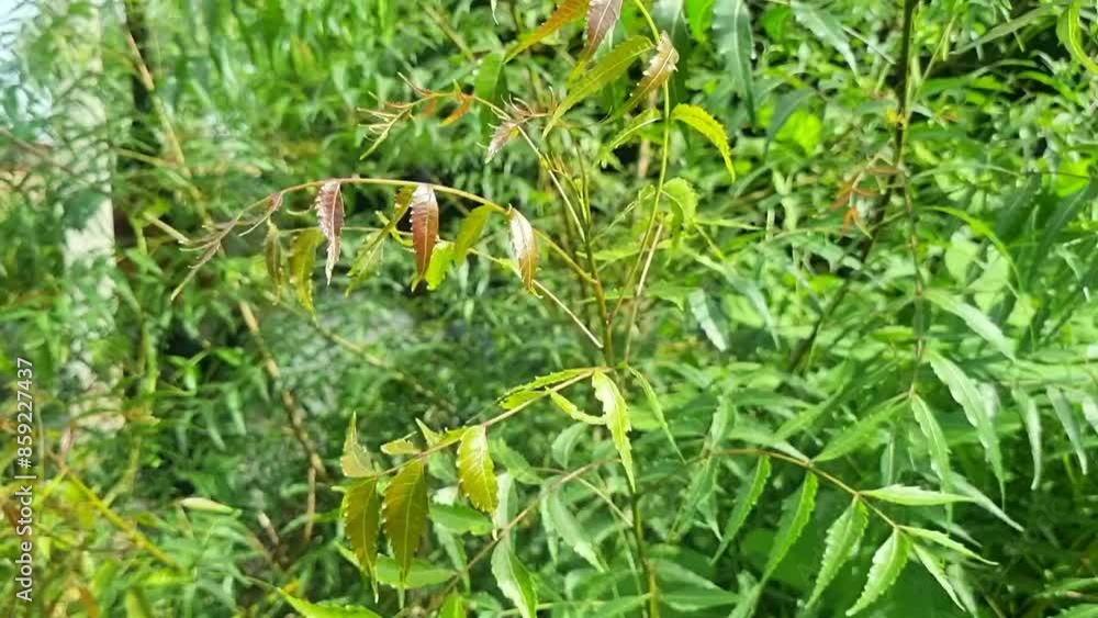 Closeup of neem branch with leaves blowing with wind. The neem leaves are used in supplementary medicine. Neem is antibiotic and used as ayurvedic medicine. Use as pesticide insecticide in agriculture Closeup of neem branch with leaves blowing with wind. The neem leaves are used in supplementary medicine. Neem is antibiotic and used as ayurvedic medicine. Use as pesticide insecticide in agriculture