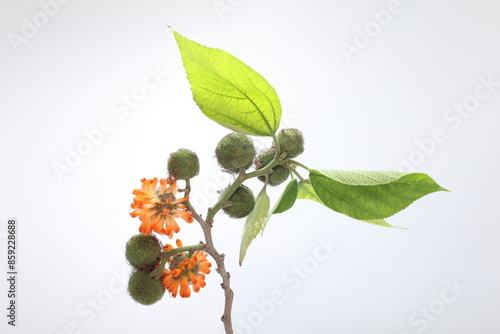 Paper mulberry (Broussonetia papyrifera) is a flowering plant in the family Moraceae.	 photo