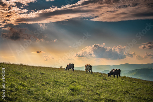 Wallpaper Mural dramatic sunset with free range cows on a pasture in a mountainous area in Transylvania, Romania Torontodigital.ca