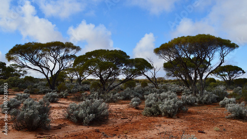 Desert vegetation in the Red Center of Australia.  photo