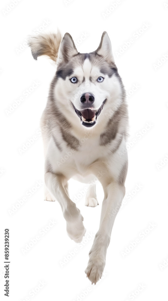 Full body shot of Siberian Husky dog, running happily, smiling. Full body shot of Siberian Husky dog, running happily, smiling.