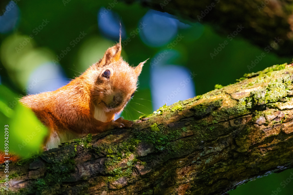 A squirrel is sitting on a tree branch A squirrel is sitting on a tree branch