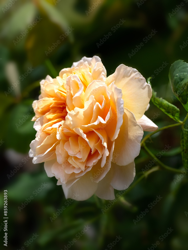 Closeup of single flower of Rosa 'Tea Clipper' in a garden in early summer Closeup of single flower of Rosa 'Tea Clipper' in a garden in early summer