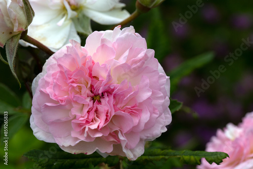 Closeup of a single flower of Rosa 'Rosemoor' in a garden in early summer photo