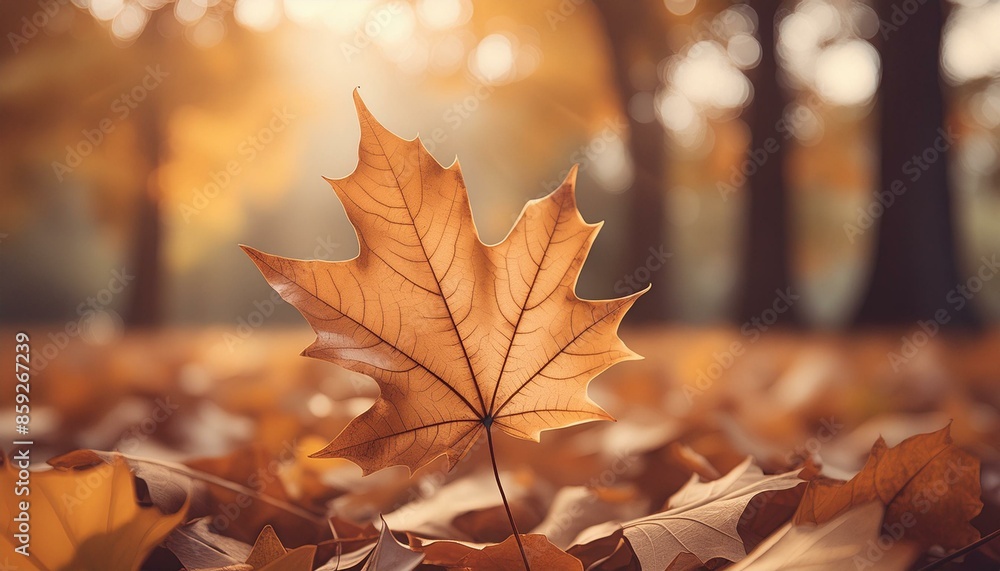 Autumn Leaf Autumn Leaf