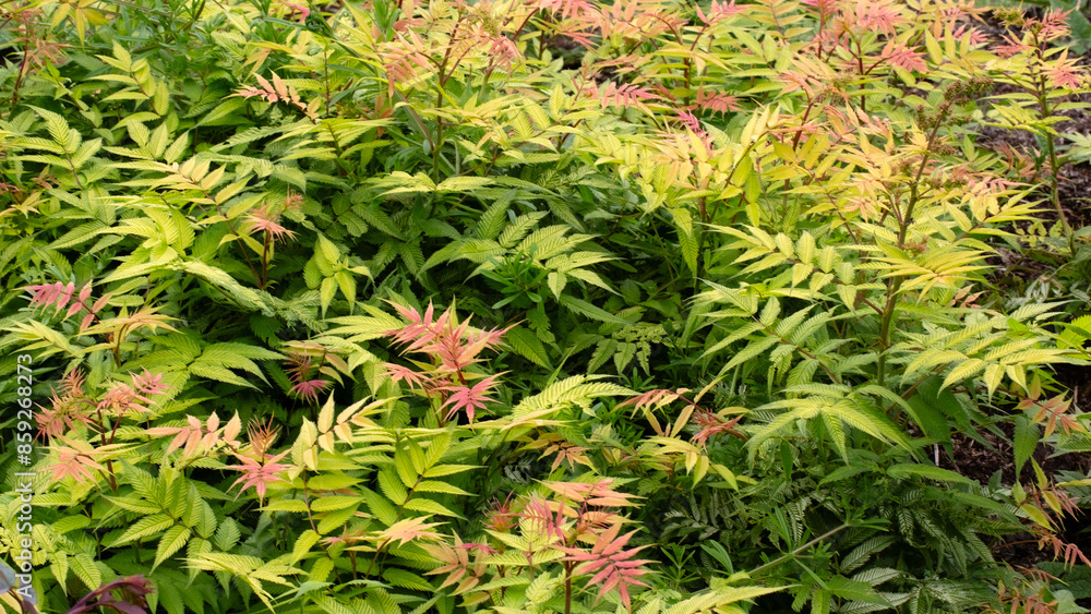 Foliage of Sorbaria sorbifolia 'Sem' in a garden in early summer Foliage of Sorbaria sorbifolia 'Sem' in a garden in early summer
