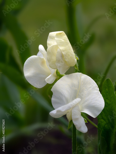 Closeup of flower of Sweet Pea Lathyrus odoratus 'Mrs Collier' in a garden in early summer