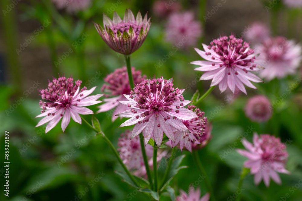 Closeup of flowers of masterwort (Astrantia 'Roma') in a garden in early summer Closeup of flowers of masterwort (Astrantia 'Roma') in a garden in early summer