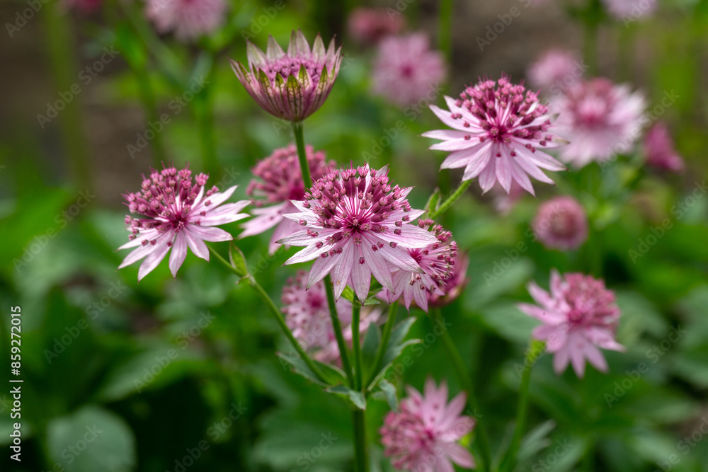 Closeup of flowers of masterwort (Astrantia 'Roma') in a garden in early summer Closeup of flowers of masterwort (Astrantia 'Roma') in a garden in early summer