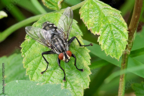 Photography Fly
