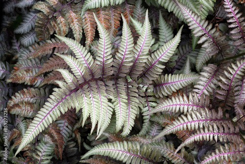 Closeup of foliage of Athyrium niponicum var. pictum 'Ursula's Red' in a garden in summer
