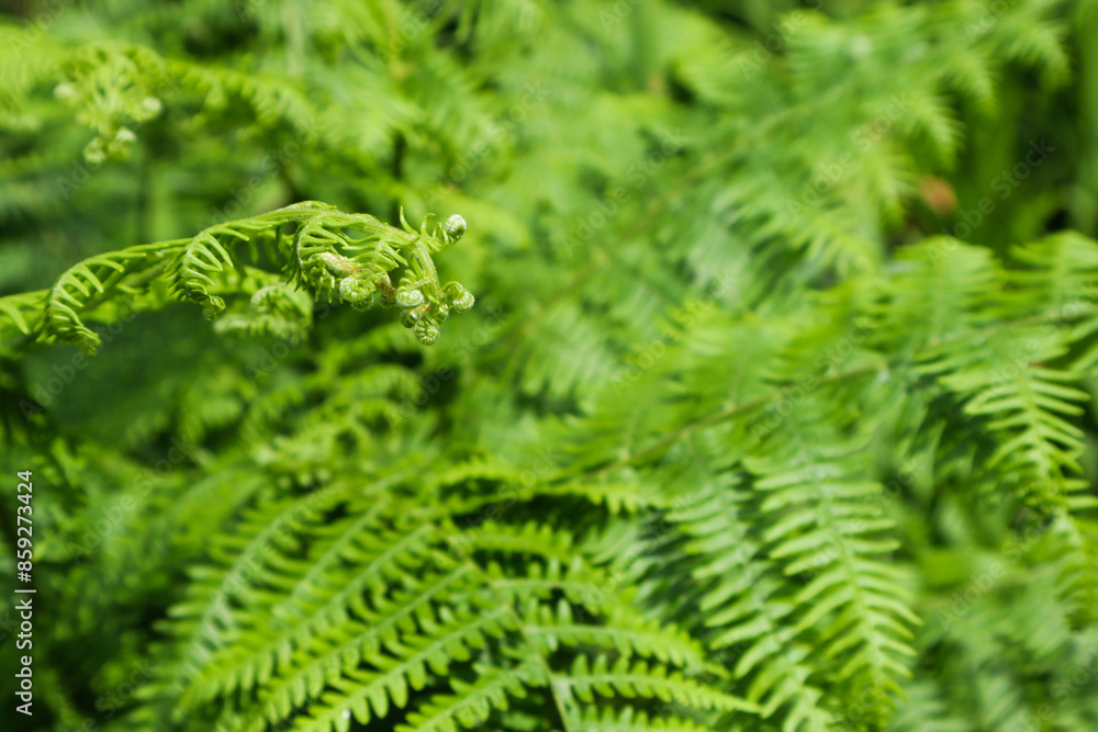 Green fern. Leaf for background, macro photo. Green fern. Leaf for background, macro photo.