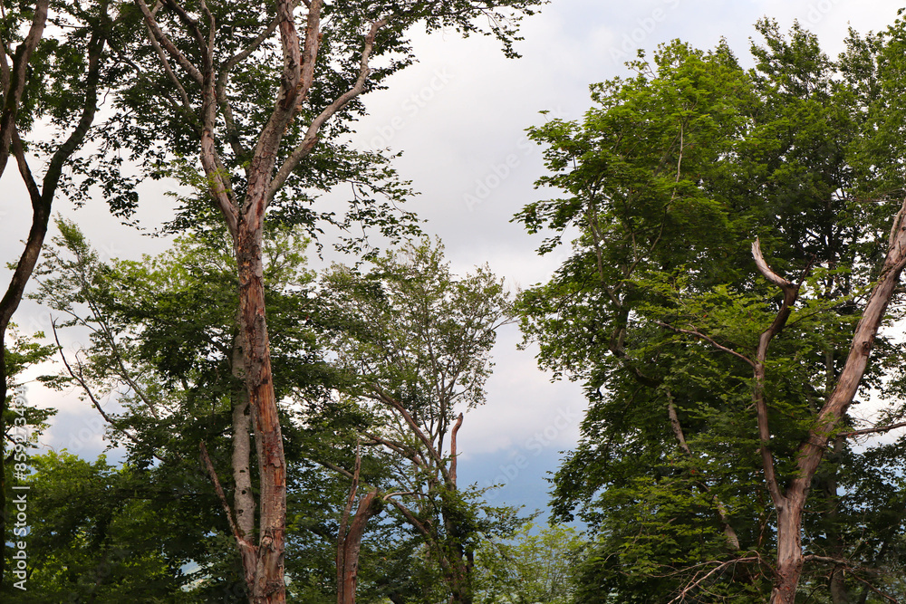 Fototapeta premium Summer forest. Hiking in the mountains, green forest. 