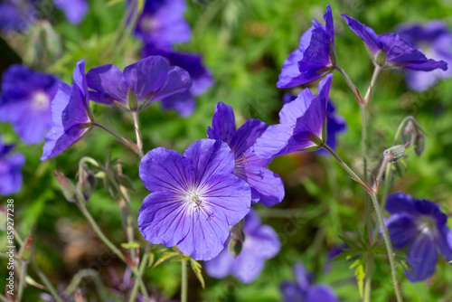 Closeup of flowers of cranesbill Geranium 'Orion' in a garden in early summer