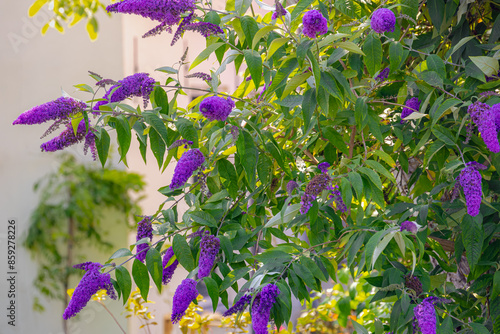Tableau sur toile Selective focus of violet blue flower Summer lilac (Vlinderstruik) Buddleja davidii, Butterfly-bush or Orange eye is a species of flowering plant in the family Scrophulariaceae, Natural background