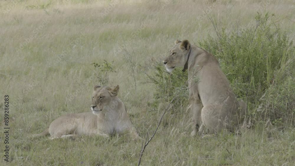 2 Lions Hanging out in dense Savanaa Brush