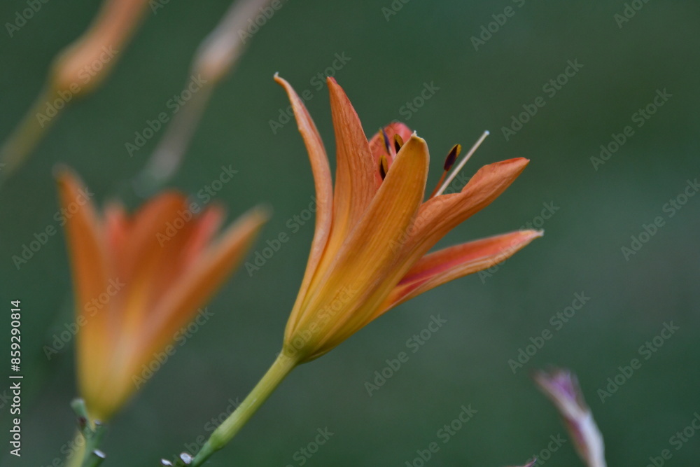 Fototapeta premium Orange Daylily Flower