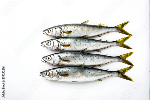 Fresh sardines Collection