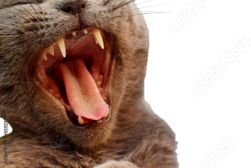 Angry cat closeup isolated. Open mouth cat growls angry hisses on white background. Grey aggressive cat face with tongue out showing teeth in conflict. Angry animal pet theme. Mad ferocious evil cat