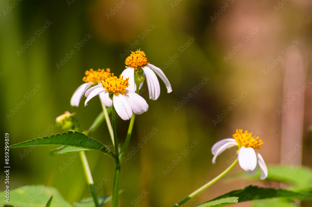 close up of Spanish needle flower or Bidens alba being infested with bees close up of Spanish needle flower or Bidens alba being infested with bees