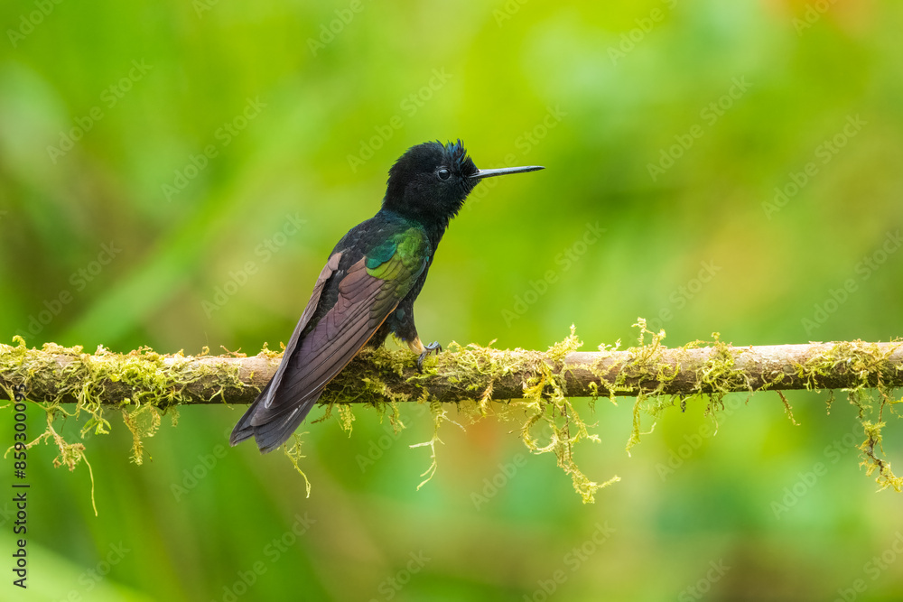 Fototapeta premium The Velvet-purple Coronet is a particularly beautiful large hummingbird of humid forest along the pacific slope of the Andes in northwest Ecuador (occasionally south to El Oro province), and southwest