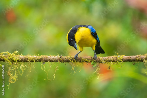 The blue-winged mountain tanager (Anisognathus somptuosus) is a species of bird in the family Thraupidae, the tanagers. It is native to South America, where it is found in Bolivia, Colombia, Ecuador,  photo