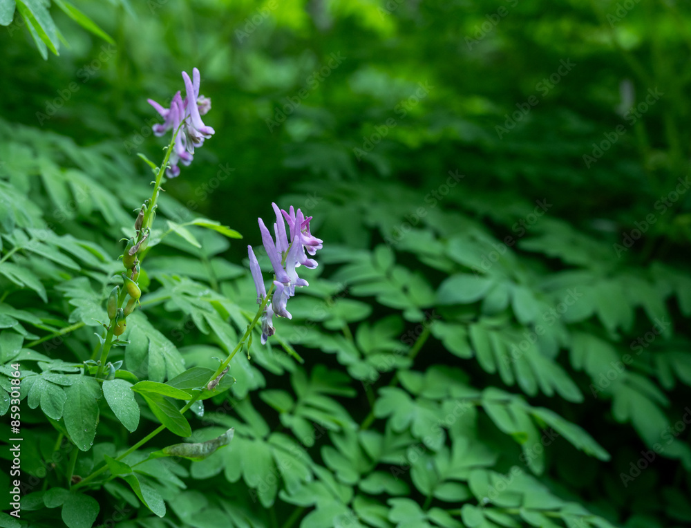 Scoulers Corydalis Bloom Along Trail In Olympic Scoulers Corydalis Bloom Along Trail In Olympic