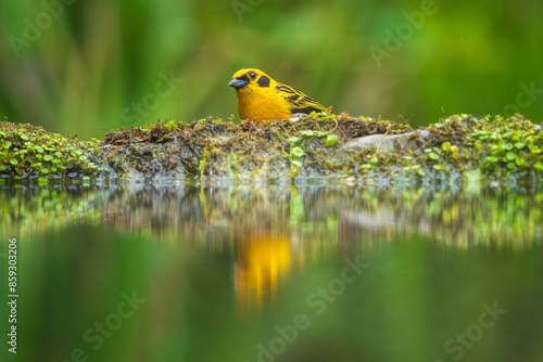 Golden Tanager - Tangara arthus, Small tanager found in Andean foothills and subtropical zone from Venezuela to Bolivia. 4k resolution