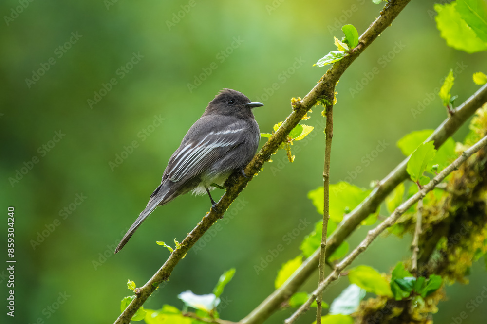 Elegant black phoebe, Sayornis nigricans, native to North Central America. Characterized by sleek plumage and aerial insect-catching prowess. Elegant black phoebe, Sayornis nigricans, native to North Central America. Characterized by sleek plumage and aerial insect-catching prowess.