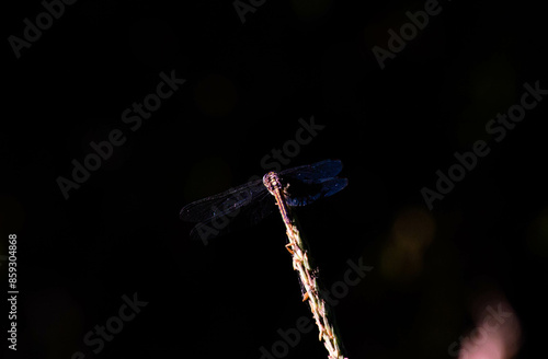 Dragonflies perch on cornflowers in the garden photo