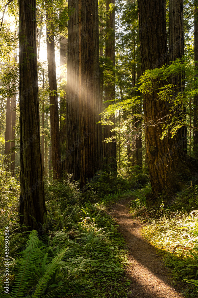 Obraz premium Sun Rays Shine Through Redwood Forest